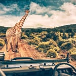 The Top 10 Thrilling African Safari Destinations for 2024