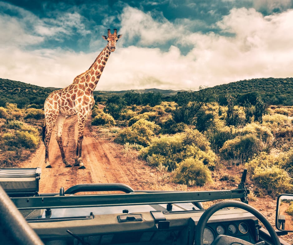 The Top 10 Thrilling African Safari Destinations for 2024